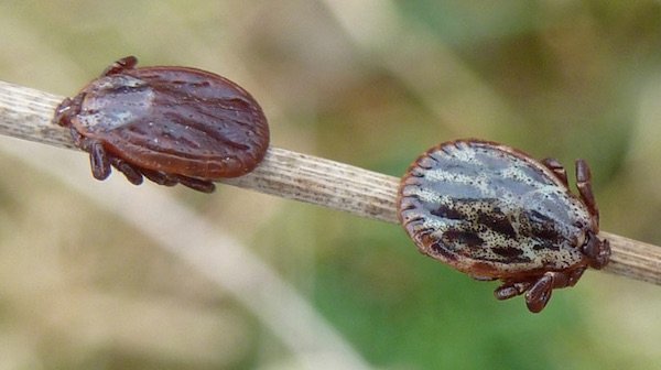 Dermacentor reticulatus teek, mannetje en vrouwtje