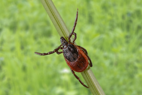 De schapenteek, Ixodes ricinus op een grasspriet. Bron: Hans Smid.