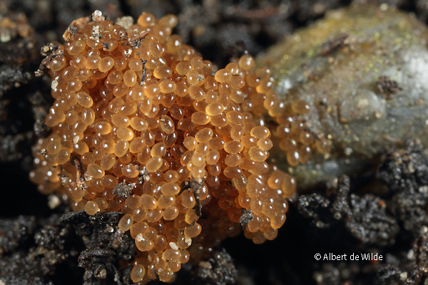 Ixodes ricinus teek met eitjes