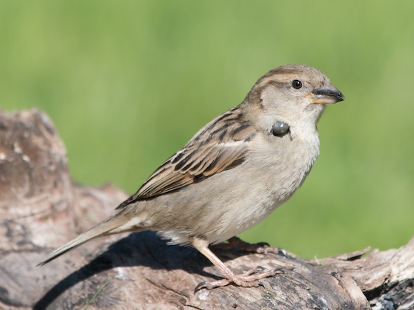 Vogel met volgezogen teek