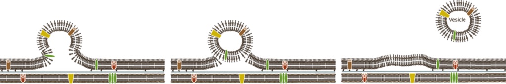 Outer Membrane Vesicles worden afgegeven door bacteriën